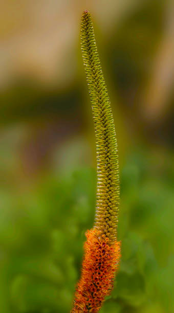 Aloe Speciosa . Full length of bloom stock photo
