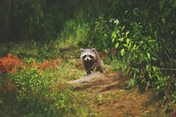 Photo of Raccoon