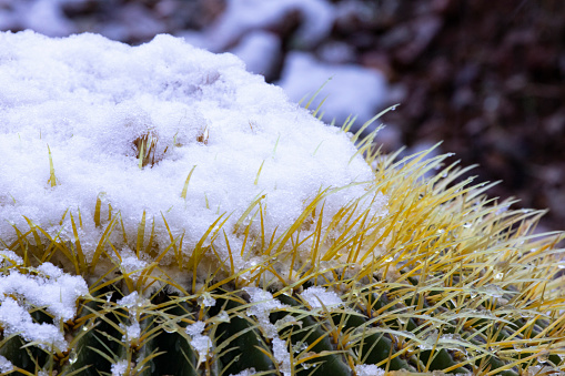 Close up of unusual weather textures of snow accumulation on top and thorns of desert barrel cactus in Tucson, Arizona, USA, in the American Southwest