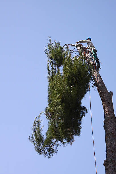 Dangerous Occupations Tree Removal stock photo