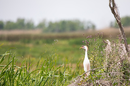 Beautiful, lone Cattle Egret stands and gazes over the wetlands of Pecan Island  in Vermilion Parish, Louisiana, United States