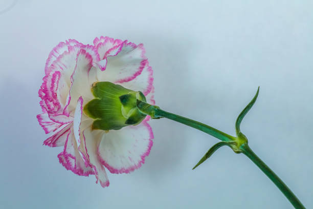 Carnation bloom stock photo