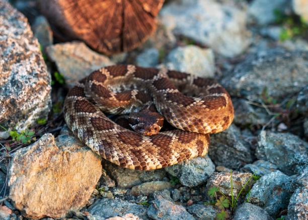 istock Northern Pacific Rattlesnake 1475184887