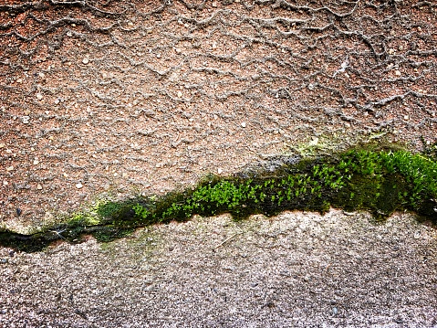 Moss Growing in a Concrete Crack