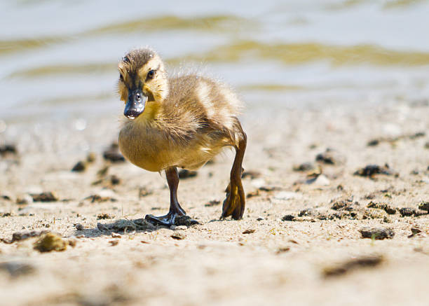 Baby kaczątko działa na plaży – zdjęcie
