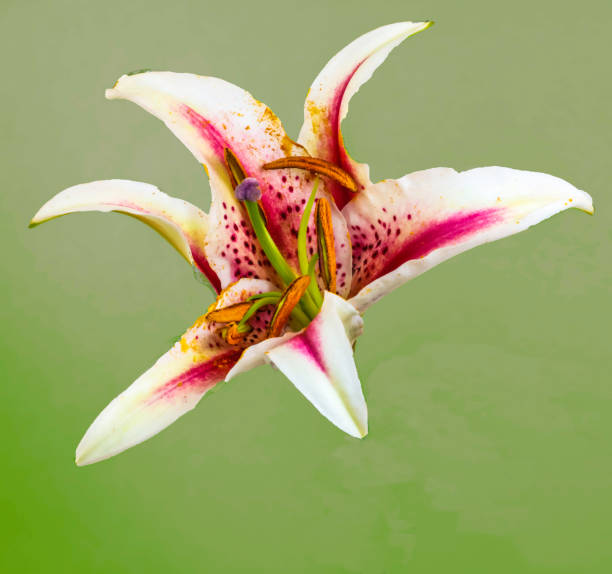 Asiatic Lily stock photo
