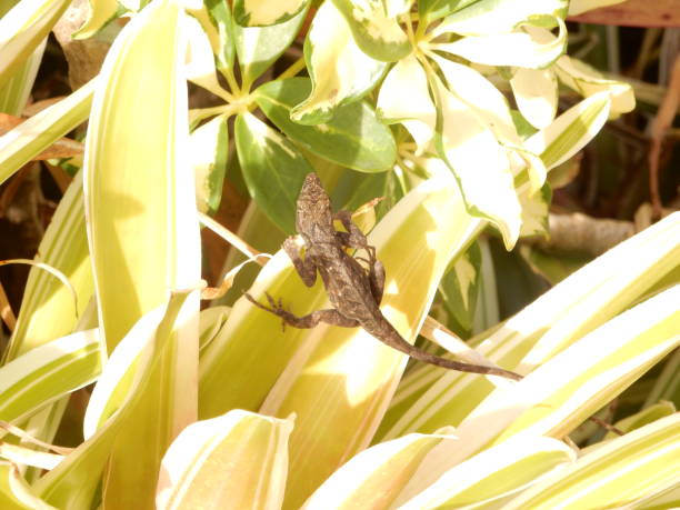 istock Brown Anole climbing in vegetation. 1475187011