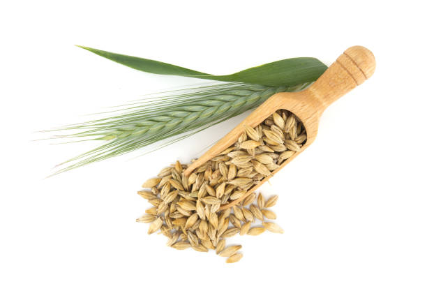Barley grain spilling from wooden scoop stock photo
