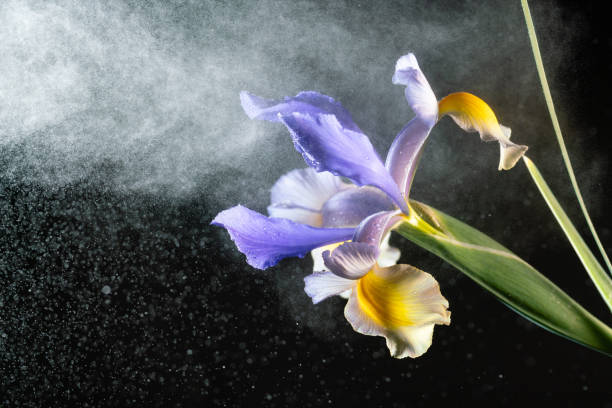 blue and yellow Iris flower with water splashing studio shot