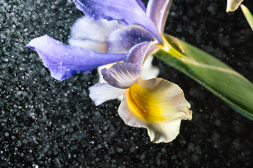 blue and yellow Iris flower with water splashing studio shot
