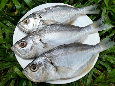 3 Fresh Milkfish on plate - food preparation.
