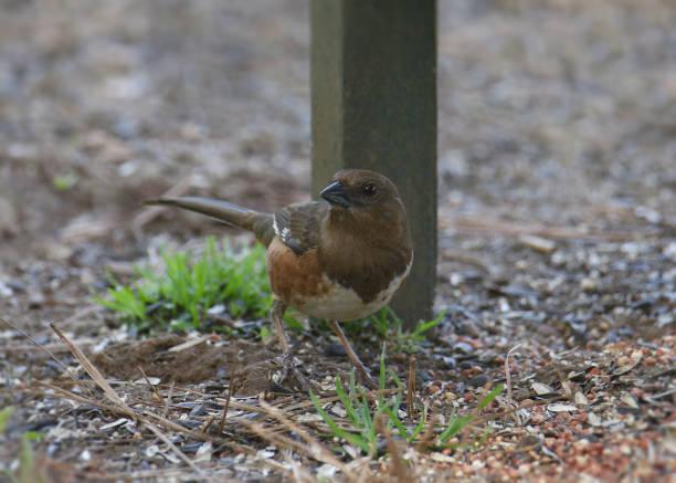 Eastern Towhee (female) (pipilo erythrophthalmus) foraging on the ground