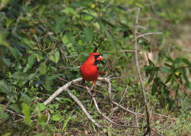 istock Northern Cardinal (male) (cardinalis cardinalis) perched on a branch 1475191348