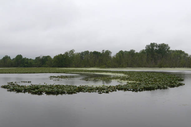istock A dreary morning at Sheldon Marsh State Nature Preserve, Huron, Ohio 1475191477