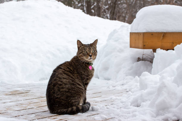 istock Gray tabby cat, sitting on a snow covered wooden deck 1475191665