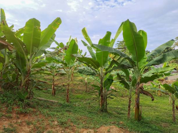 istock banana trees in garden. 1475192387