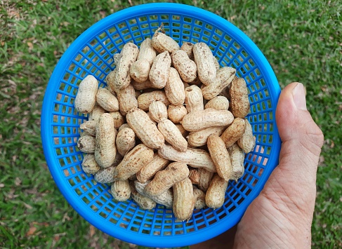 Peanuts in blue basket.