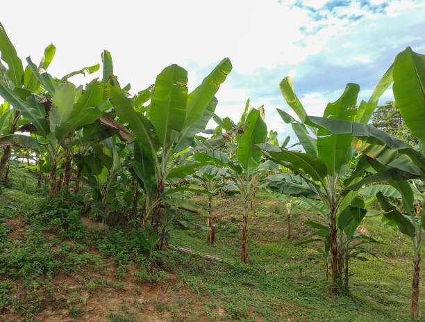 istock banana trees in garden. 1475192577