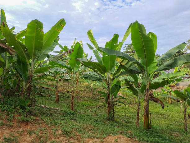 istock banana trees in garden. 1475192580