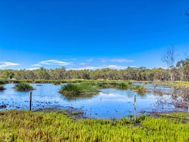 istock Landscaped Swampland 1475194400