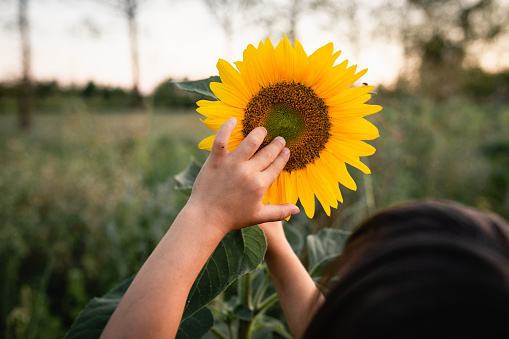 rear view of little girl with dark hair touching sunflower iwith two hands in green field