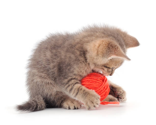 gattino con palla di filato. - yarn ball foto e immagini stock