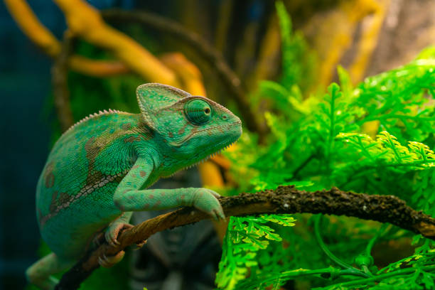 camaleón verde en el terrario. - chameleon fotografías e imágenes de stock