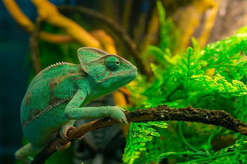 Green chameleon in the terrarium. Exotic pet animal.