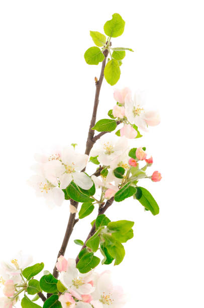 istock Flowering branch of apples. 1475198559