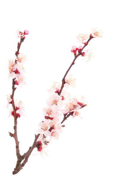 istock Flowering branch of apricot. 1475198570