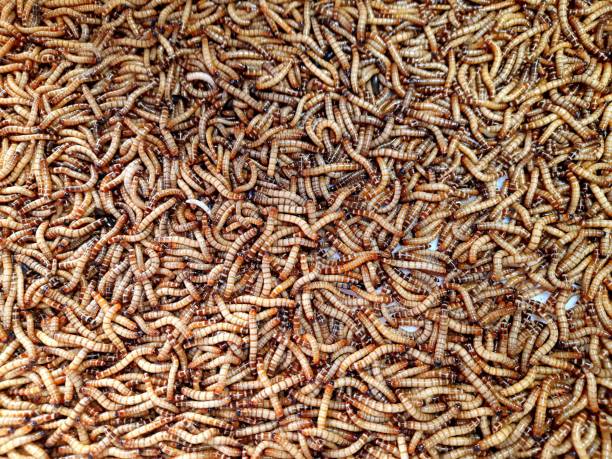 istock Live mealworms (pet food) - Bangkok Pet Market. 1475202476