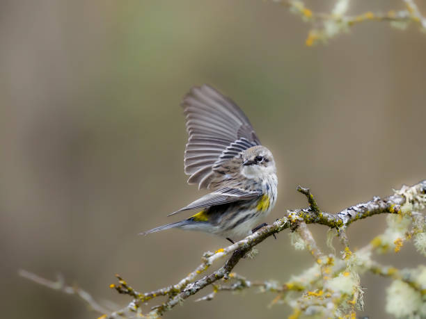 istock Yellow-rumped Warbler Taking Flight From Tree Branch Oregon Wild Bird 1475203190