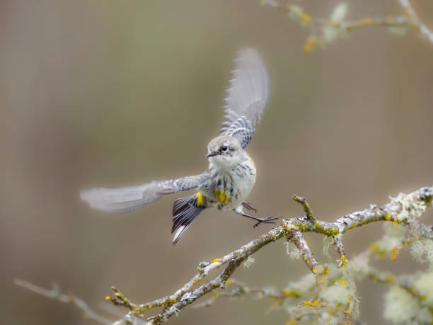 Yellow-rumped Warbler flying from a tree branch in the Willamette Valley of Oregon. Has a soft, defocused background.