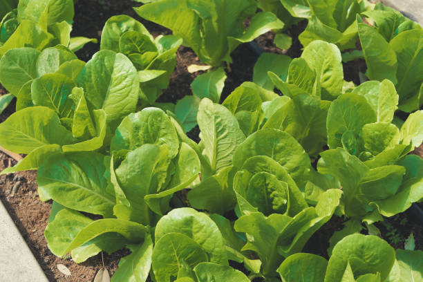 istock Fresh organic green cos lettuce 1475203478