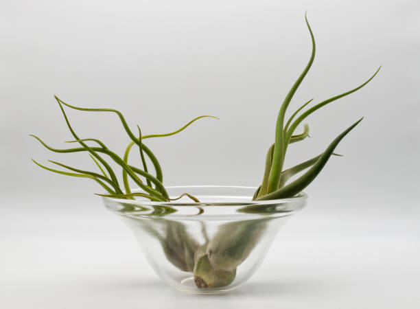 istock Tillandsia is a plant without roots. It absorbs its nutrients from the moisture present in the air. Plant care concept. 1475204319