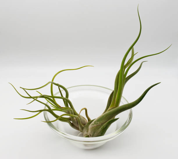 istock Tillandsia is a plant without roots. It absorbs its nutrients from the moisture present in the air. Plant care concept. 1475204320
