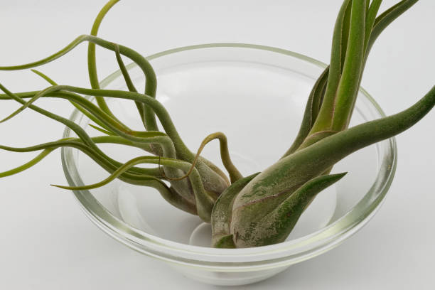 istock Tillandsia is a plant without roots. It absorbs its nutrients from the moisture present in the air. Plant care concept. 1475204324