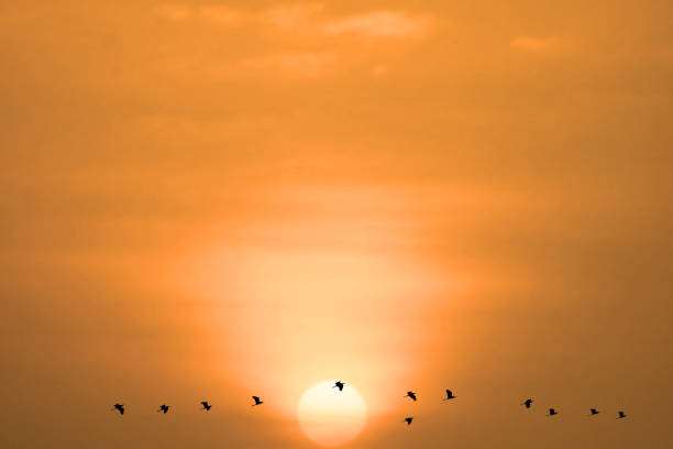 istock sunset on evening light orange cloud on the sky and birds flying 1475204440