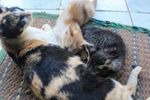 Family Cats Stock Photo - Download Image Now - Animal, Animal Body