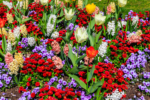 Colorful beautiful spring flowers on flowerbed in the garden