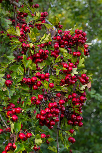 Hawthorn with red fruit, Crataegus monogyna, . Natural beautiful background.