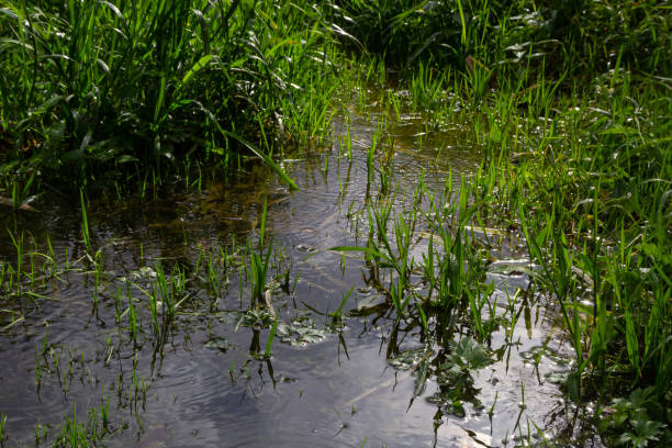 phragmites australis en la orilla del agua. brotes jóvenes de primavera en el agua. - riverbank marsh water pond fotografías e imágenes de stock