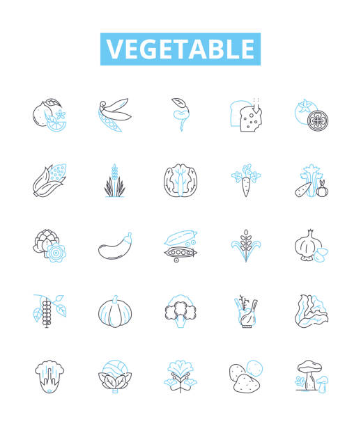 illustrations, cliparts, dessins animés et icônes de jeu d’icônes de ligne vectorielle végétale. pois, carottes, céleri, pommes de terre, brocolis, radis, céleri-rave esquisse les symboles et les signes conceptuels - artichoke celery radish kohlrabi