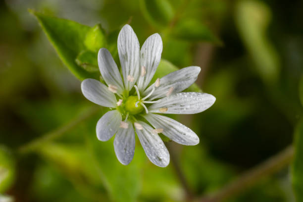 common chickweed, Stellaria media, white bloom with green blurred background common chickweed, Stellaria media, white bloom with green blurred background. stellaria media stock pictures, royalty-free photos & images