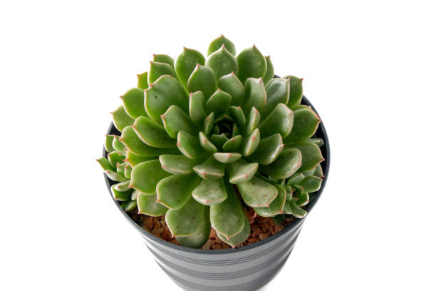 istock Cactus succulent plant on white background 1475208362