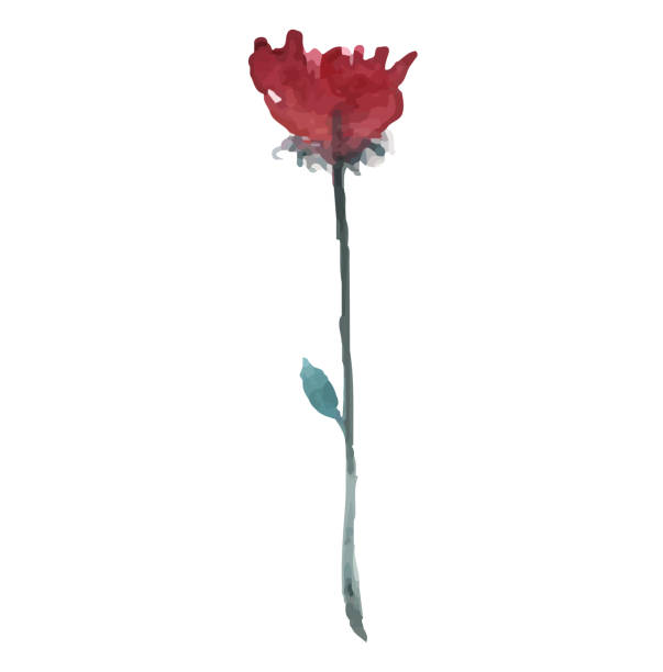 istock hand drawn water color painting beauty red rose 1475208785