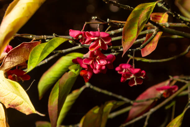 Euonymus europaeus - Spindle shrub also European spindle tree. Shrubs with grey-brown bark, blunt branches, lanceolate and serrate foliage, fruits with purplish-pink to carmine capsule.