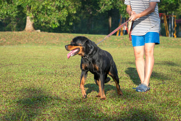 istock Man with his Rottweiler dog in the field. 1475210001