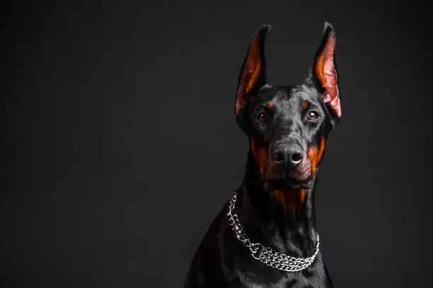 Doberman dog breed on a dark background