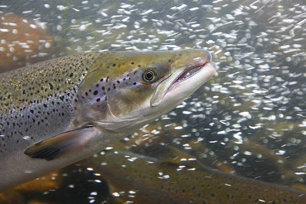 istock Salmon fish in the water, close-up 147521591